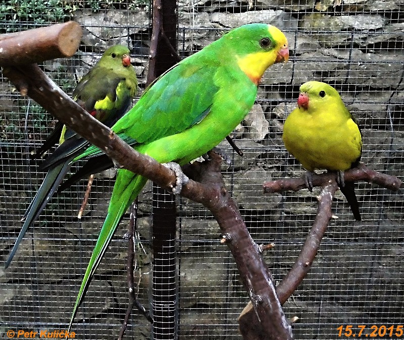 Papoušci 2015