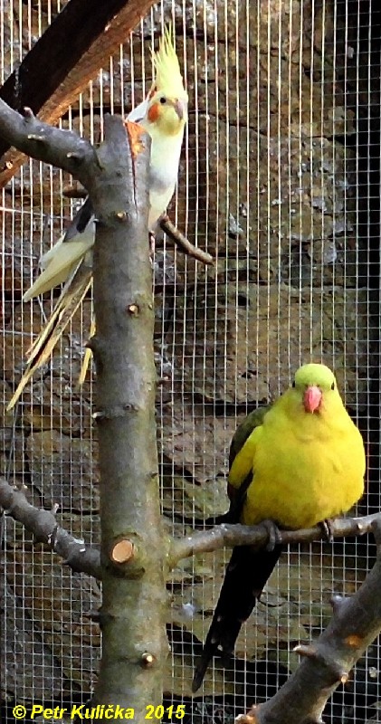 Papoušci  2015 (2)